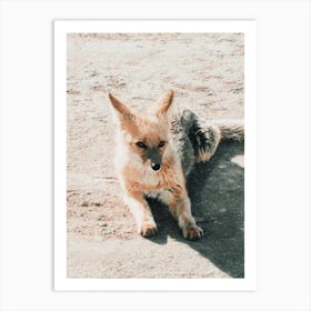 Desert Fox Wildlife Art Print
