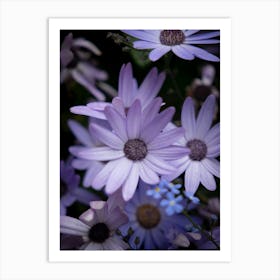 Purple Daisy | Flowers | Nature Art Print