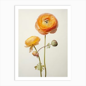 Pressed Flower Botanical Art Ranunculus 1 Art Print