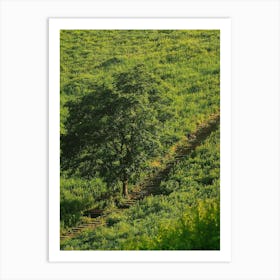 Lone Tree In A Green Field Art Print