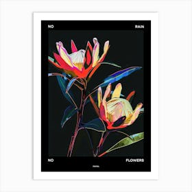 No Rain No Flowers Poster Protea 4 Art Print