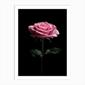 Pink Rose Isolated On Black Background 7 Art Print