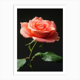 Pink Rose On Black Background 48 Art Print