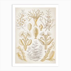 Vintage Haeckel 6 Tafel 25 Reihenpolypen Art Print
