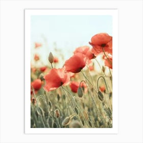 Poppies In The Field Art Print