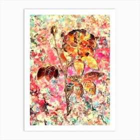 Impressionist French Rose Botanical Painting in Blush Pink and Gold n.0019 Art Print