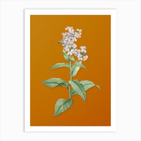 Vintage White Gillyflower Bloom Botanical on Sunset Orange n.0114 Art Print