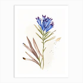 Chicory Herb Minimalist Watercolour Art Print