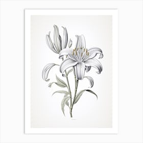 Lilies Flower Vintage Botanical 2 Art Print