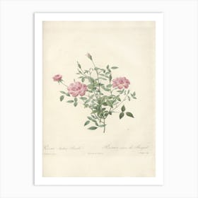 Rose Illustration, Pierre Joseph Redoute (73) Art Print