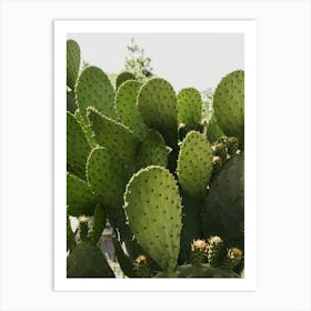 Cactus In The Streets Of Vibo Valentia In Italy Art Print