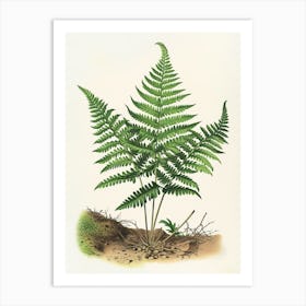 Vintage Illustration Japanese Tassel Fern 3 Art Print