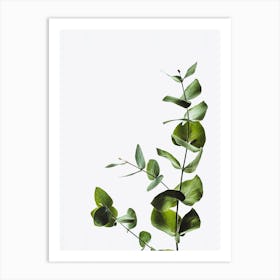 Eucalyptus Leaves On White Background Art Print