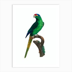 Vintage Red Fronted Parakeet Bird Illustration on Pure White Art Print