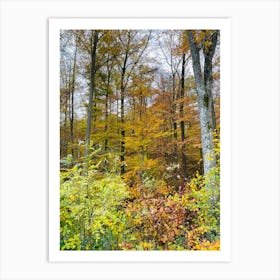 Autumn Forest Photo Art Print