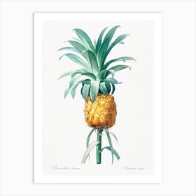 Pineapple Illustration From Les Liliacées, Pierre Joseph Redouté Art Print