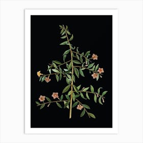 Vintage Goji Berry Branch Botanical Illustration on Solid Black n.0508 Art Print