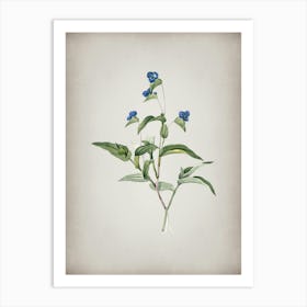 Vintage Blue Spiderwort Botanical on Parchment n.0309 Art Print