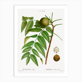 Black Walnut, Pierre Joesph Redoute Art Print