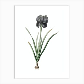 Vintage Mourning Iris Botanical Illustration on Pure White n.0964 Art Print