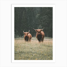 Highland Cows In Forest Art Print