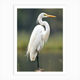 Calm Great Egret Art Print