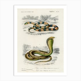 Coral Snake (Elaps Corallinus) And Egyptian Cobra (Naja Hoje), Charles Dessalines D'Orbigny Art Print