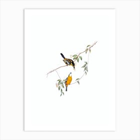 Vintage Yellow Breasted Flycatcher Bird Illustration on Pure White n.0243 Art Print