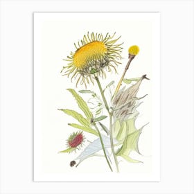 Elecampane Spices And Herbs Pencil Illustration 1 Art Print