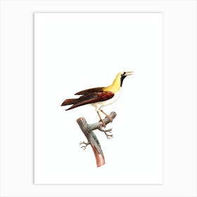 Vintage Emperor Bird Of Paradise Female Bird Illustration on Pure White Art Print