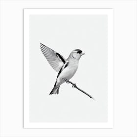 American Goldfinch B&W Pencil Drawing 1 Bird Art Print