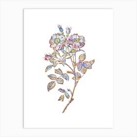 Stained Glass Queen Elizabeth's Sweetbriar Rose Mosaic Botanical Illustration on White n.0314 Art Print