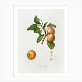 Pupina Apple (Malus Appenninensis) From Pomona Italiana (1817 1839), Giorgio Gallesio Art Print