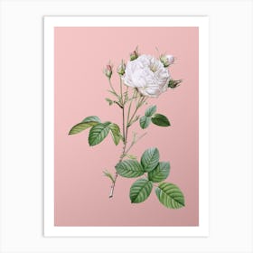 Vintage White Provence Rose Botanical on Soft Pink n.0577 Art Print