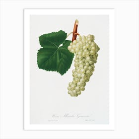 White Grape (Vitis Vinifera Genuensis) From Pomona Italiana (1817 1839), Giorgio Gallesio Art Print