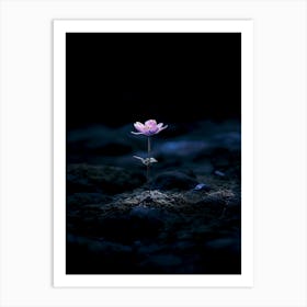 Lotus Flower In The Dark 1 Art Print