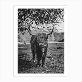 Highland Cow With Its Tongue Out Art Print