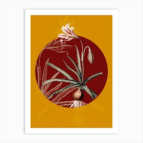 Vintage Botanical Amaryllis Broussonetii on Circle Red on Yellow n.0085 Art Print