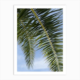 Green leaves of a date palm and blue sky Art Print