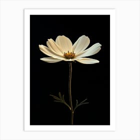 White Cosmos Art Print