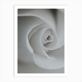 White Rose Detail Art Print