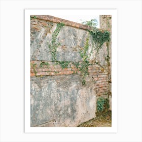 Ivy Growing On A Wall in Ireland  Art Print