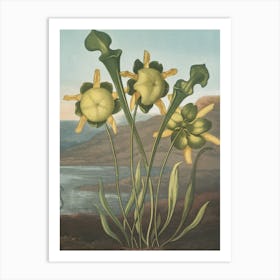 Flowers Of A Plant Art Print