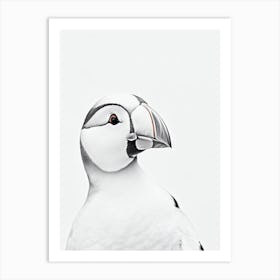 Puffin B&W Pencil Drawing 2 Bird Art Print