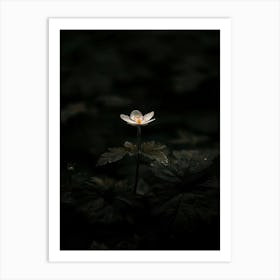 Flower In The Dark 63 Art Print