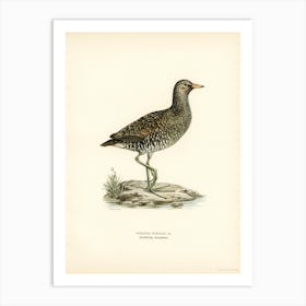 Water Rail (Rallus Aquaticus), The Von Wright Brothers Art Print