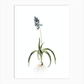 Vintage Common Bluebell Botanical Illustration on Pure White Art Print