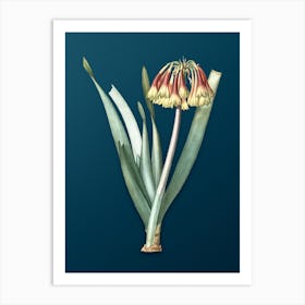 Vintage Knysna Lily Botanical Art on Teal Blue Art Print