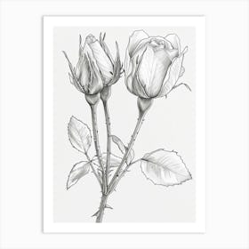 Roses Sketch 51 Art Print