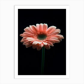 Gerbera Daisy 25 Art Print